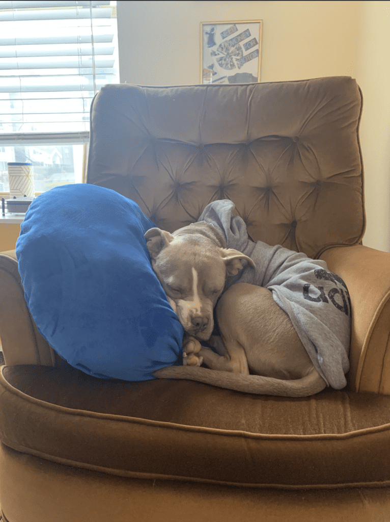 Dog in sweatshirt with blue pillow sleeping on rust-colored chair