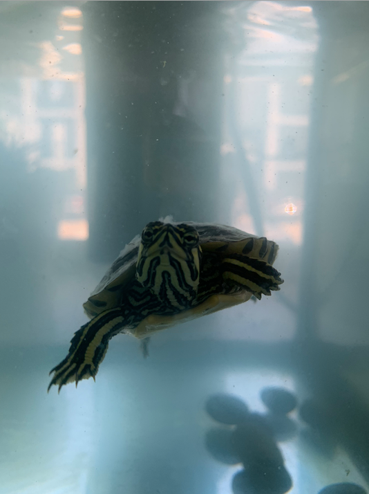 Small turtle swimming and looking through glass