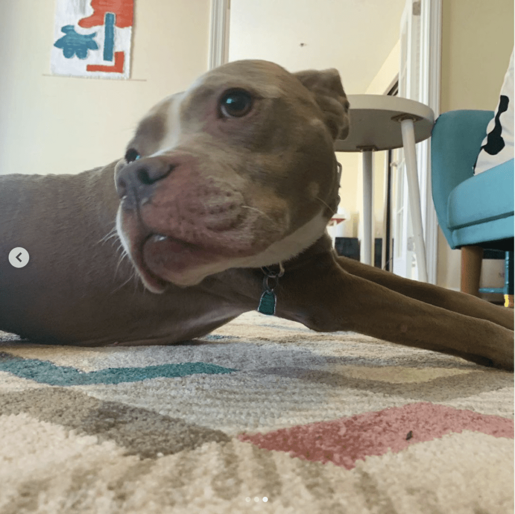 Pitbull stretching on a geometric patterned rug