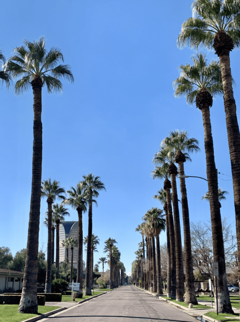 the typical palm tree-lined street picture